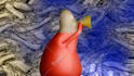 create experimental, surreal animations from scratch