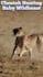 create wildlife  animals copyright free videos for youtube