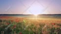 create full HD nature relaxing music video