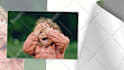 create amazing photo slideshow video, wedding slideshow
