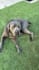 create ugc pet content for your brand with my dogs