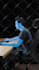 do 3d documentary animation videos like fern, hoog and imperial