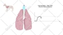 make 3d and 2d medical animated videos