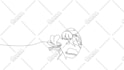 draw continuous animated line art