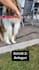 create petfriendly german ugc videos with my dog