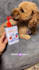 create dog ugc videos for your pet product