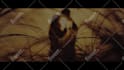 create cinematic trailer for your book like movie
