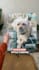 create ugc dog video ads for tiktok facebook instagram reels