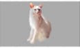 a realistic digital portrait of your pet