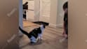 create monetizable cute funny pets compilation videos