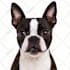 create animal rescue videos like edumama