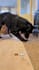 authentic ugc videos featuring my pets for your brand