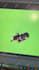 animate something for you in pixel art