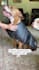 create ugc for pet products with my large dog