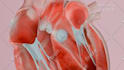 do professional 3d medical animation all fields