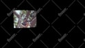do high quality rotoscoping, keying and object removal