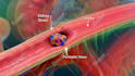 create professional 3d medical animation, surgical animation, scientific visuals