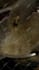 do trending food reel, food recipe and cooking reel editing