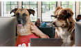 deliver this funny office dogs ad for tiktok reels or shorts