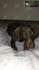 create engaging pet ugc