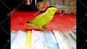 make a funny parrot fortune pick video with your custom message