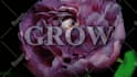 create cinematic church sermon bumper intro video, sermon series