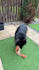 create content that makes pet brands unforgettable