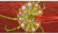 make 3d medical animation