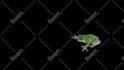 do vfx, rotoscoping, roto, green screen remove professionally