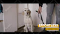 add subtitles, captions, srt, transcribe and edit video