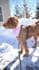 do professional product photography with dog model