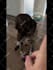 create dog ugc videos