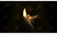 create 3 amazing phoenix fire logo animation intro