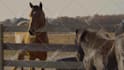 create professional cinematic movie trailers