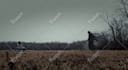 do blender cgi and vfx  camera tracking after effects