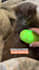 create german ugc videos with my cats