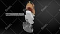 make 3d model and animations