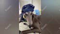 create monetizable funny animal videos and shorts for youtuber