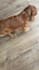 create ugc with my dog for your pet brand for all platforms