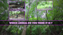 do anything in adobe after effects