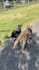 create ugc content for your dog products or pet brand