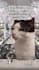 create viral meme instagram reels