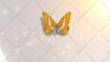 create butterfly logo  intro animation in HD