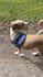 do authentic ugc dog content videos for your brand