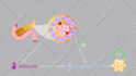 animate charts, graphs, lists and another infographic