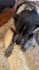 create ugc content for your dog products or pet brand