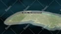 do map animation using geolayers 3 in after effects