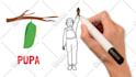 make a custom whiteboard or 2d animation explainer doodle video