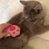 create german ugc videos with my cats