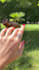 create beauty, services and pet ugc video ads in italian